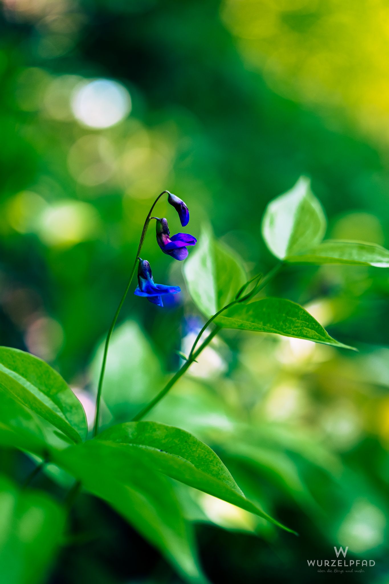 Bunte Blüten der Frühlings-Platterbse